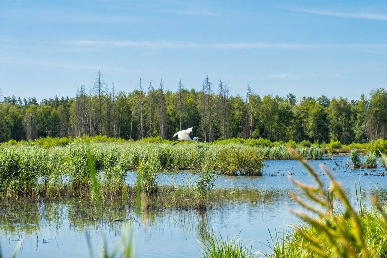 Izrada studija biodiverziteta